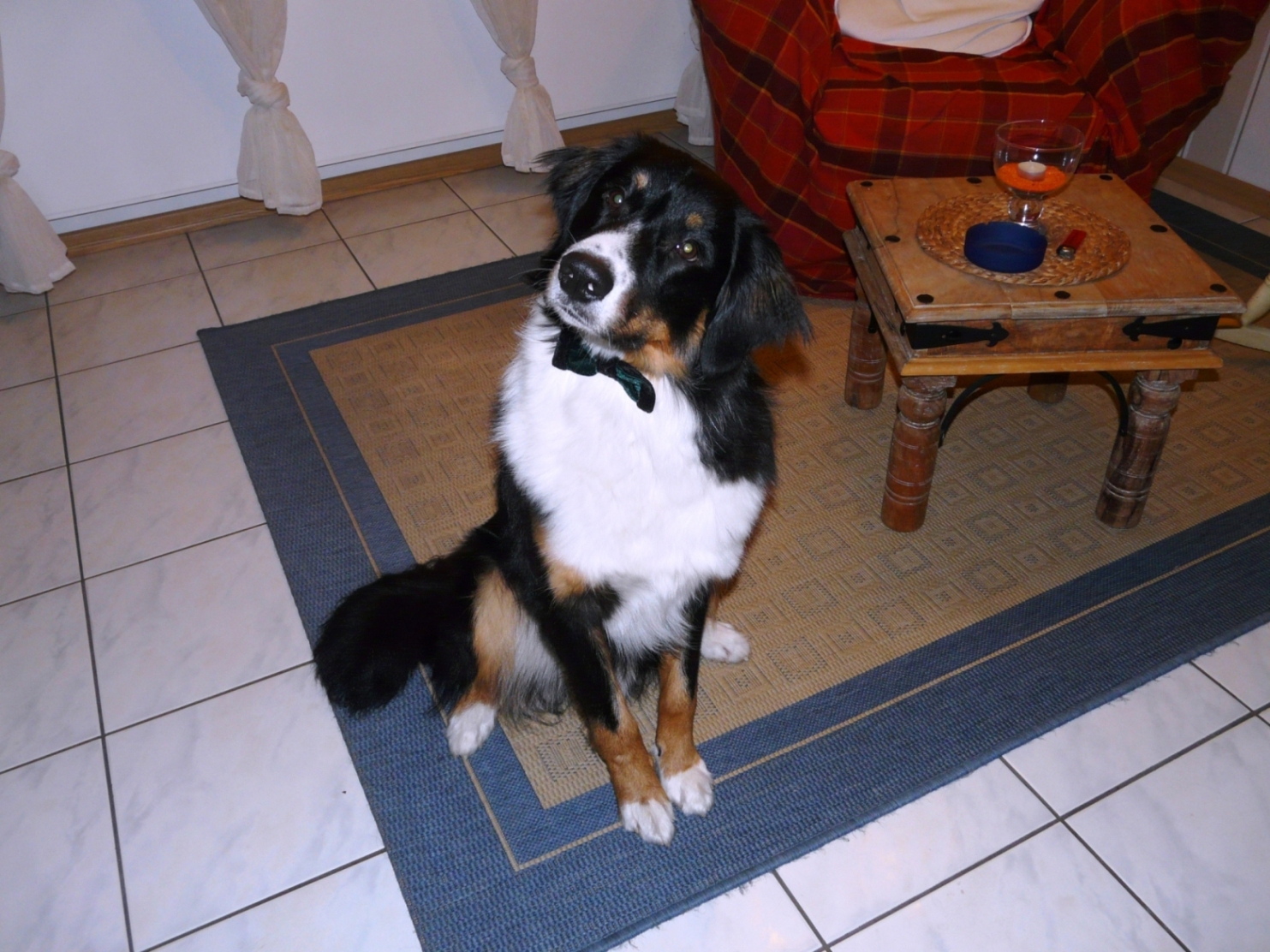 Cooper (Appenzeller Sennenhund, Australian Shepherd) Appenzeller Sennenhund Australian Shepherd 